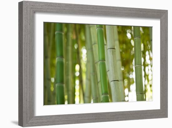 Bamboo and Bokeh I-Erin Berzel-Framed Photographic Print