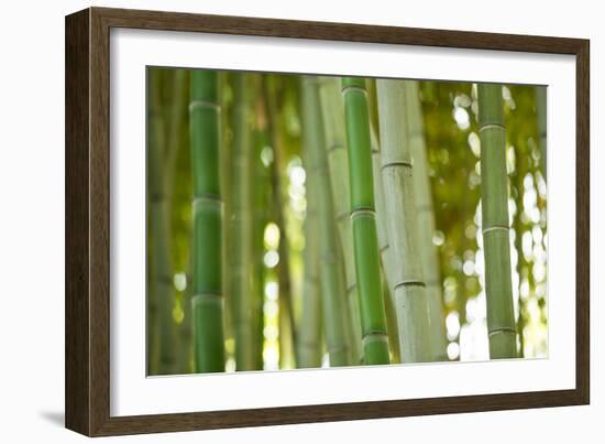 Bamboo and Bokeh I-Erin Berzel-Framed Photographic Print