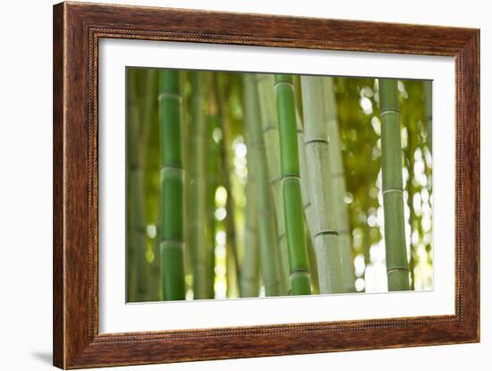 Bamboo and Bokeh I-Erin Berzel-Framed Photographic Print