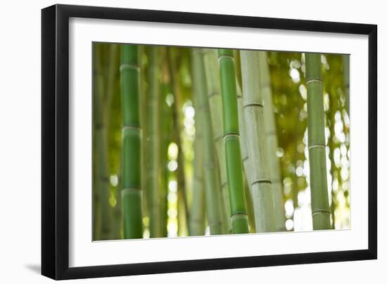 Bamboo and Bokeh I-Erin Berzel-Framed Photographic Print