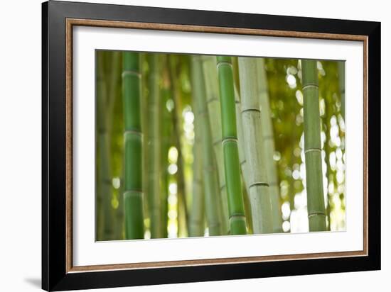 Bamboo and Bokeh I-Erin Berzel-Framed Photographic Print