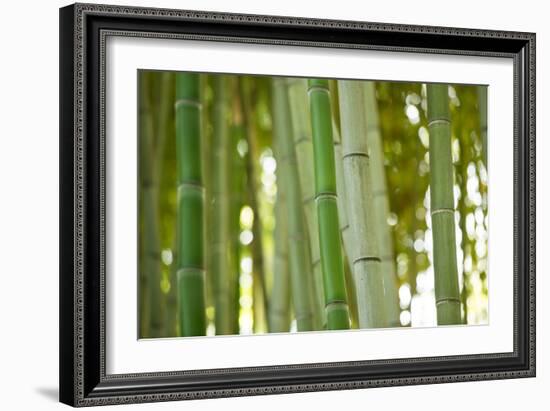 Bamboo and Bokeh I-Erin Berzel-Framed Photographic Print