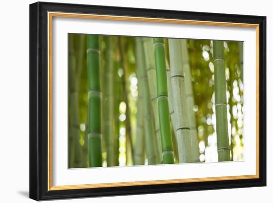 Bamboo and Bokeh I-Erin Berzel-Framed Photographic Print