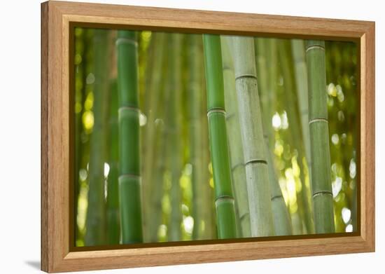 Bamboo and Bokeh II-Erin Berzel-Framed Premier Image Canvas