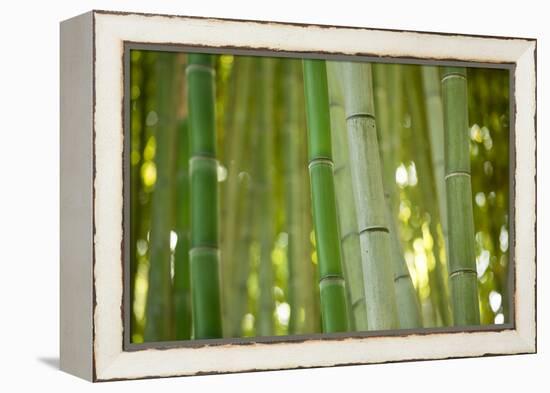 Bamboo and Bokeh II-Erin Berzel-Framed Premier Image Canvas