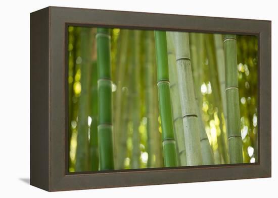 Bamboo and Bokeh II-Erin Berzel-Framed Premier Image Canvas