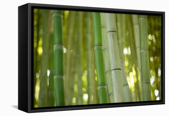 Bamboo and Bokeh II-Erin Berzel-Framed Premier Image Canvas