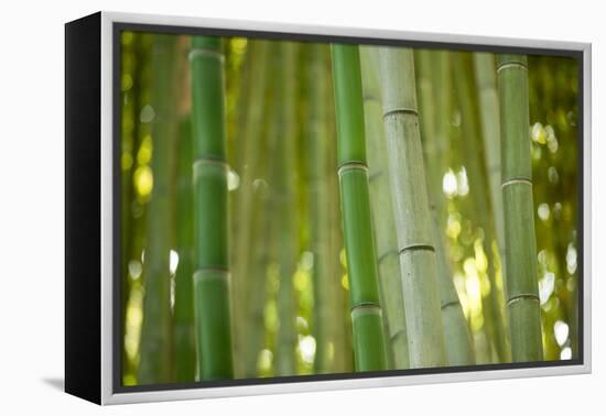 Bamboo and Bokeh II-Erin Berzel-Framed Premier Image Canvas