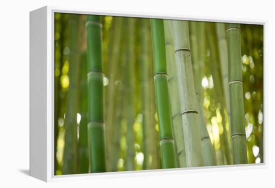 Bamboo and Bokeh II-Erin Berzel-Framed Premier Image Canvas