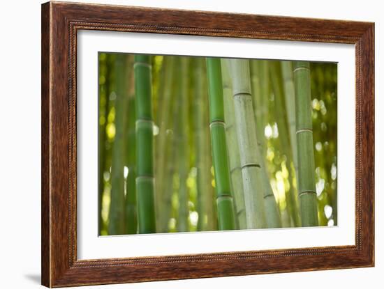 Bamboo and Bokeh II-Erin Berzel-Framed Premium Photographic Print