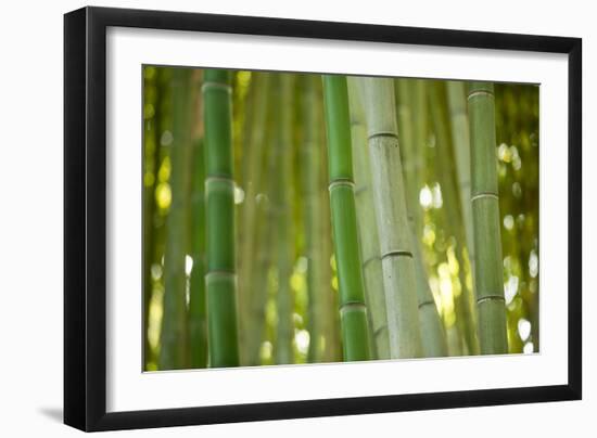 Bamboo and Bokeh II-Erin Berzel-Framed Premium Photographic Print