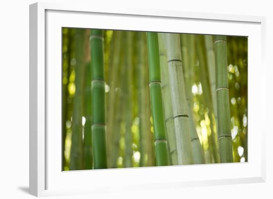 Bamboo and Bokeh II-Erin Berzel-Framed Photographic Print