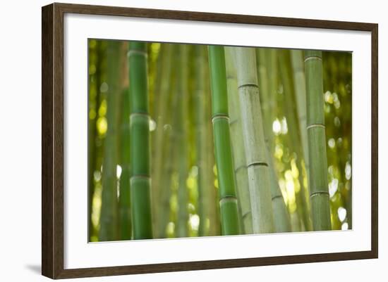 Bamboo and Bokeh II-Erin Berzel-Framed Photographic Print