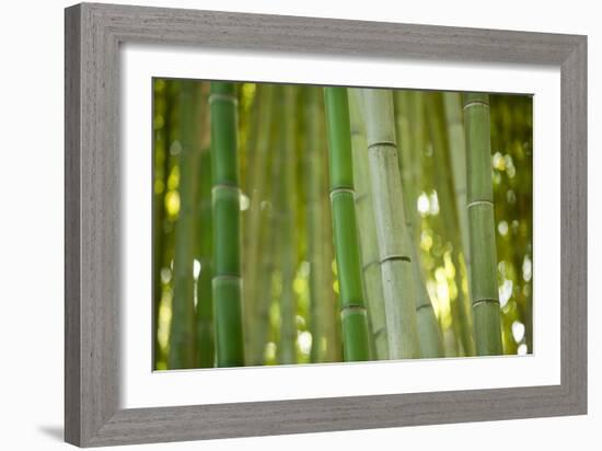 Bamboo and Bokeh II-Erin Berzel-Framed Photographic Print