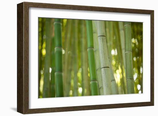 Bamboo and Bokeh II-Erin Berzel-Framed Photographic Print