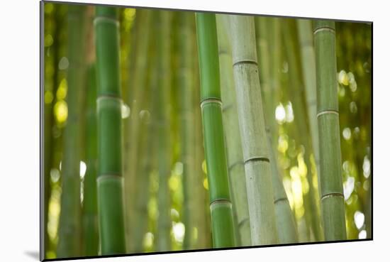 Bamboo and Bokeh II-Erin Berzel-Mounted Photographic Print