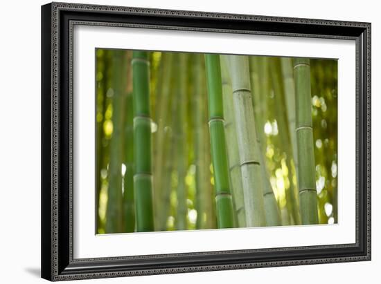 Bamboo and Bokeh II-Erin Berzel-Framed Photographic Print