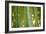 Bamboo and Bokeh II-Erin Berzel-Framed Photographic Print