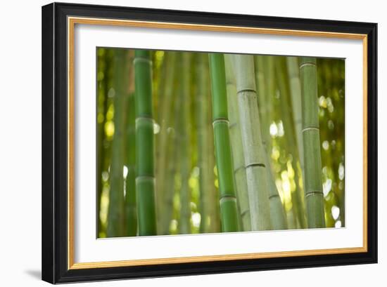 Bamboo and Bokeh II-Erin Berzel-Framed Photographic Print