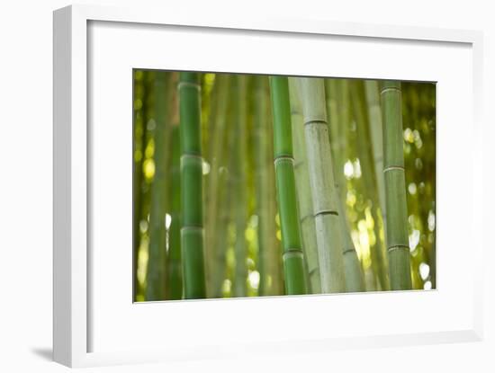 Bamboo and Bokeh II-Erin Berzel-Framed Photographic Print