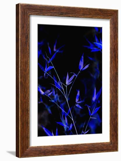 Bamboo at Night I-Karyn Millet-Framed Photographic Print