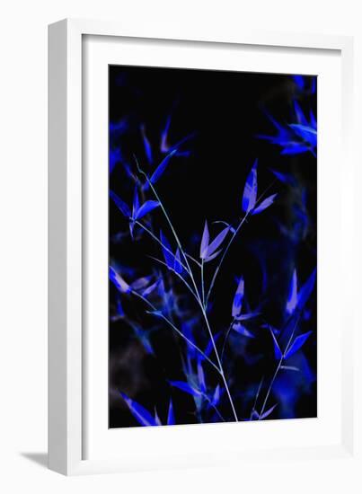 Bamboo at Night I-Karyn Millet-Framed Photographic Print