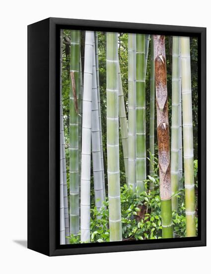 Bamboo at Shukkei-En Garden, Hiroshima, Japan-Rob Tilley-Framed Premier Image Canvas
