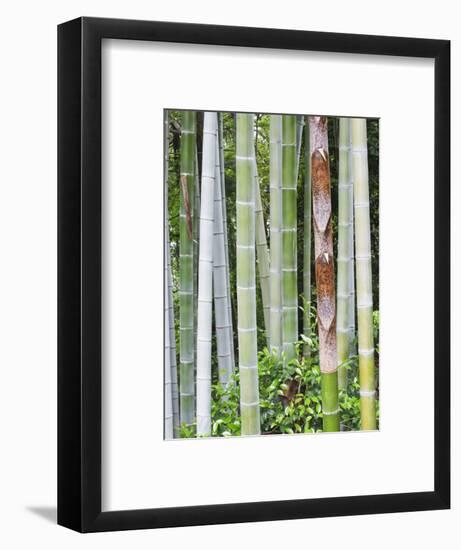 Bamboo at Shukkei-En Garden, Hiroshima, Japan-Rob Tilley-Framed Photographic Print