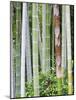 Bamboo at Shukkei-En Garden, Hiroshima, Japan-Rob Tilley-Mounted Photographic Print