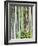 Bamboo at Shukkei-En Garden, Hiroshima, Japan-Rob Tilley-Framed Photographic Print