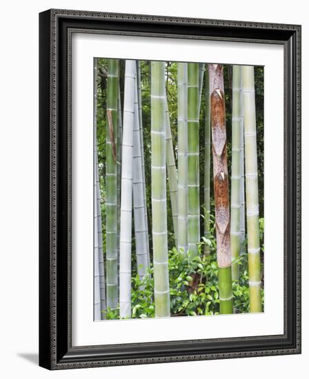 Bamboo at Shukkei-En Garden, Hiroshima, Japan-Rob Tilley-Framed Photographic Print