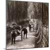 Bamboo Avenue, Looking South-West, Near Kiyomizu, Kyoto, Japan, 1904-Underwood & Underwood-Mounted Photographic Print