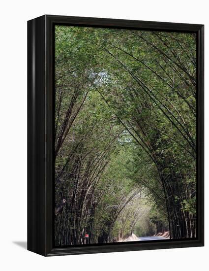 Bamboo Avenue, St. Elizabeth, Jamaica, West Indies, Caribbean, Central America-Ethel Davies-Framed Premier Image Canvas