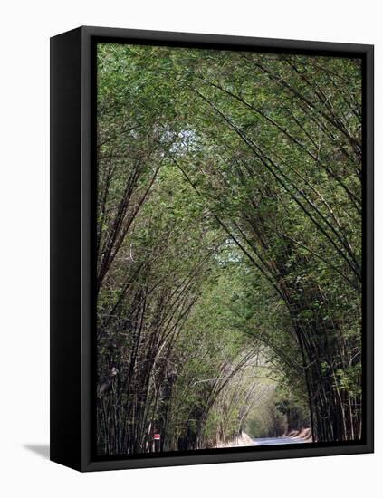 Bamboo Avenue, St. Elizabeth, Jamaica, West Indies, Caribbean, Central America-Ethel Davies-Framed Premier Image Canvas