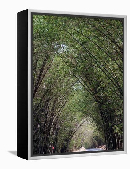 Bamboo Avenue, St. Elizabeth, Jamaica, West Indies, Caribbean, Central America-Ethel Davies-Framed Premier Image Canvas