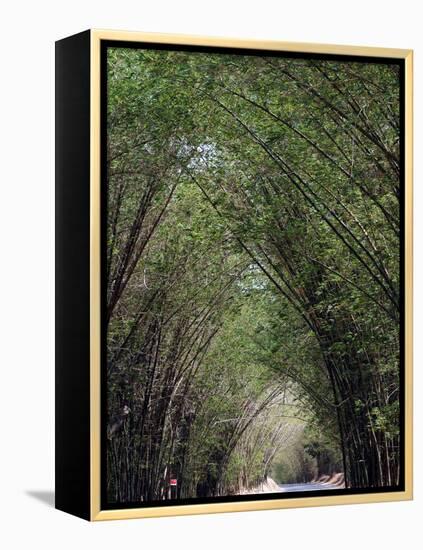 Bamboo Avenue, St. Elizabeth, Jamaica, West Indies, Caribbean, Central America-Ethel Davies-Framed Premier Image Canvas