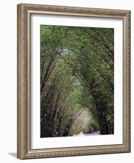 Bamboo Avenue, St. Elizabeth, Jamaica, West Indies, Caribbean, Central America-Ethel Davies-Framed Photographic Print