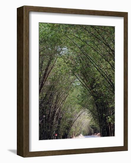 Bamboo Avenue, St. Elizabeth, Jamaica, West Indies, Caribbean, Central America-Ethel Davies-Framed Photographic Print