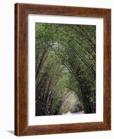 Bamboo Avenue, St. Elizabeth, Jamaica, West Indies, Caribbean, Central America-Ethel Davies-Framed Photographic Print