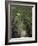 Bamboo Avenue, St. Elizabeth, Jamaica, West Indies, Caribbean, Central America-Ethel Davies-Framed Photographic Print