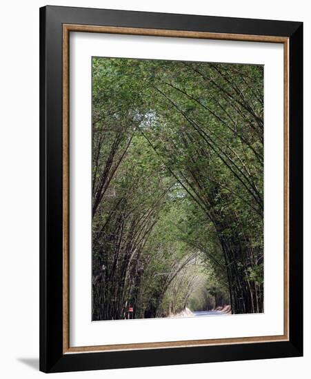 Bamboo Avenue, St. Elizabeth, Jamaica, West Indies, Caribbean, Central America-Ethel Davies-Framed Photographic Print