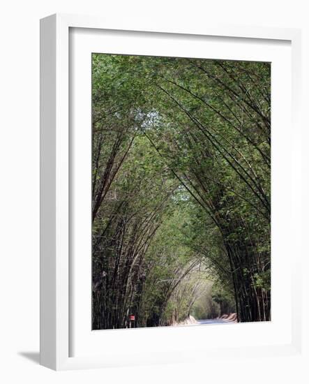 Bamboo Avenue, St. Elizabeth, Jamaica, West Indies, Caribbean, Central America-Ethel Davies-Framed Photographic Print