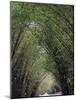 Bamboo Avenue, St. Elizabeth, Jamaica, West Indies, Caribbean, Central America-Ethel Davies-Mounted Photographic Print