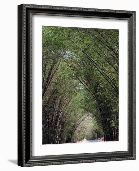 Bamboo Avenue, St. Elizabeth, Jamaica, West Indies, Caribbean, Central America-Ethel Davies-Framed Photographic Print