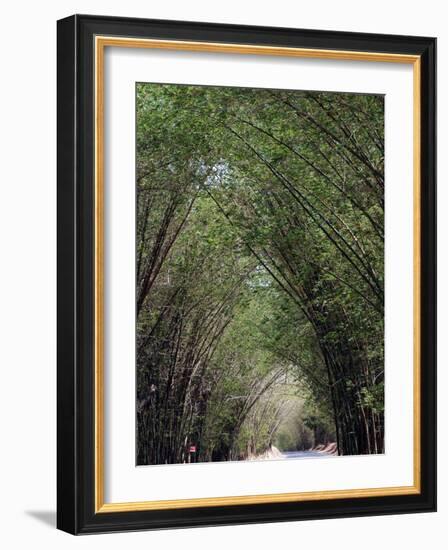 Bamboo Avenue, St. Elizabeth, Jamaica, West Indies, Caribbean, Central America-Ethel Davies-Framed Photographic Print