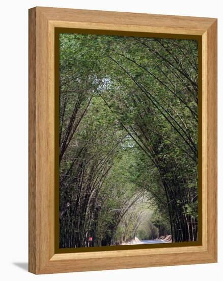 Bamboo Avenue, St. Elizabeth, Jamaica, West Indies, Caribbean, Central America-Ethel Davies-Framed Premier Image Canvas