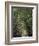 Bamboo Avenue, St. Elizabeth, Jamaica, West Indies, Caribbean, Central America-Ethel Davies-Framed Photographic Print