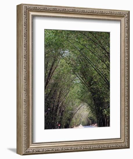 Bamboo Avenue, St. Elizabeth, Jamaica, West Indies, Caribbean, Central America-Ethel Davies-Framed Photographic Print