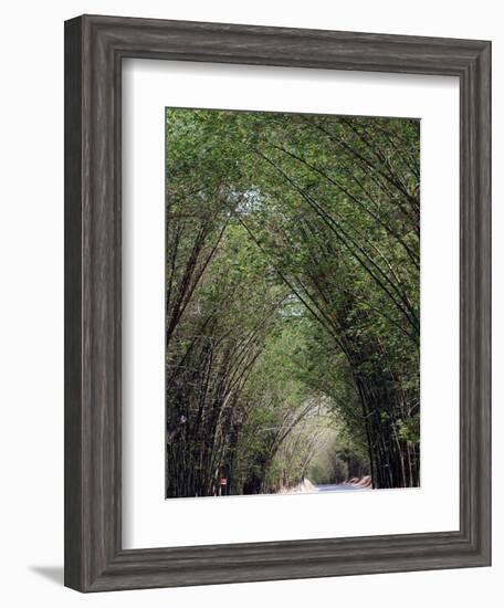 Bamboo Avenue, St. Elizabeth, Jamaica, West Indies, Caribbean, Central America-Ethel Davies-Framed Photographic Print