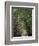 Bamboo Avenue, St. Elizabeth, Jamaica, West Indies, Caribbean, Central America-Ethel Davies-Framed Photographic Print